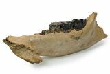 Fossil Rhino (Coelodonta) Right Mandible - Poland #295863-1